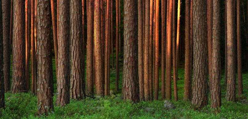 © Stora Enso_Wald 7.JPG