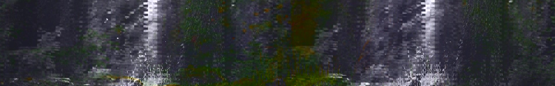 pixabay forest-653448_1920.jpg