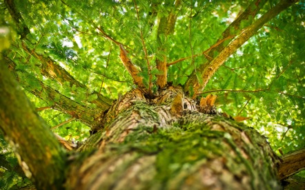 pixabay tree-1750784_1920.jpg