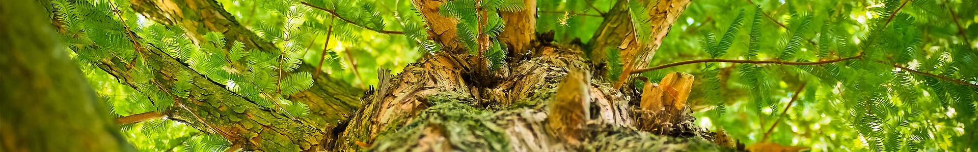 pixabay tree-1750784_1920.jpg