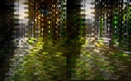 pixabay nature-3294681_1920.jpg