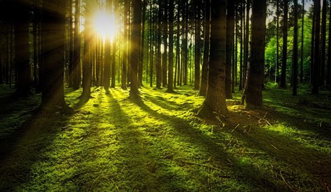 pixabay nature-3294681_1920.jpg