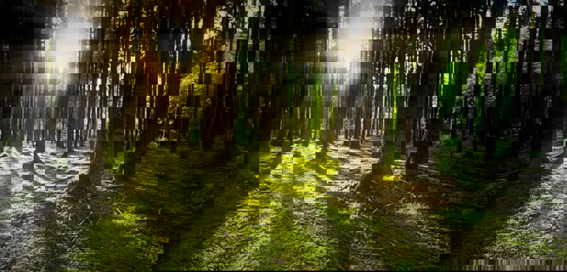 pixabay nature-3294681_1920.jpg