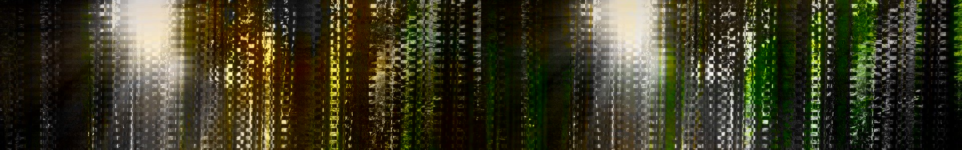 pixabay nature-3294681_1920.jpg