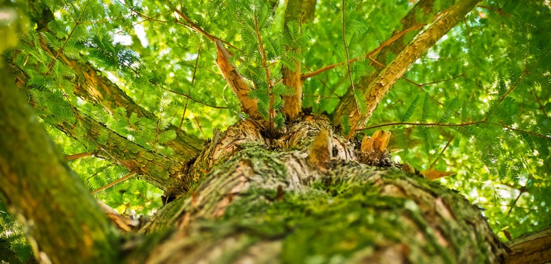 pixabay tree-1750784_1920.jpg