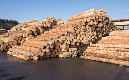 ProHolz_Sägewerk Hahn_0166 @proHolz Austria Wurnig_kl.jpg