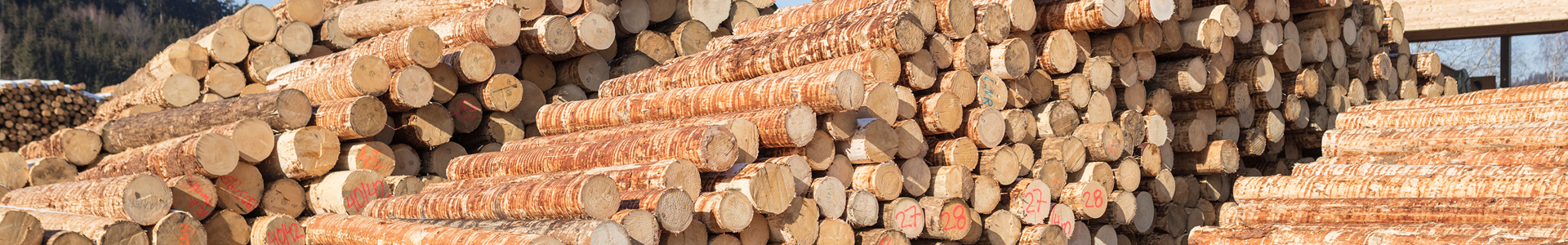 ProHolz_Sägewerk Hahn_0166 @proHolz Austria Wurnig_kl.jpg