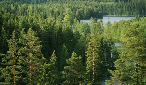 © Stora Enso_Wald 1.JPG