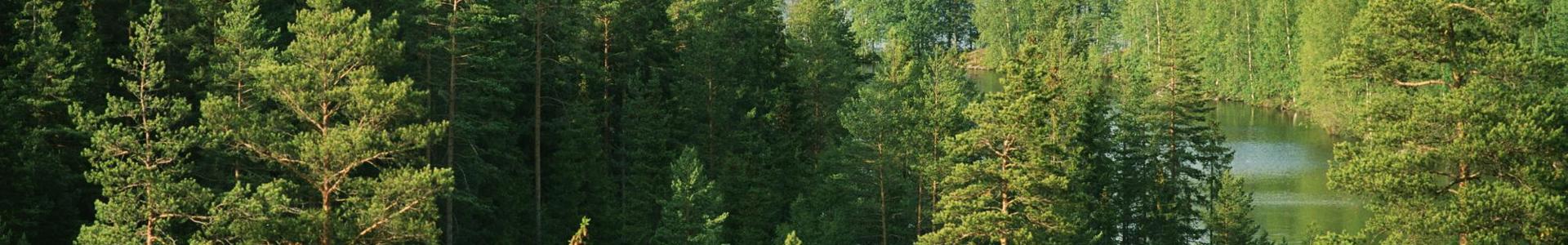 © Stora Enso_Wald 1.JPG