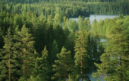 © Stora Enso_Wald 1.JPG
