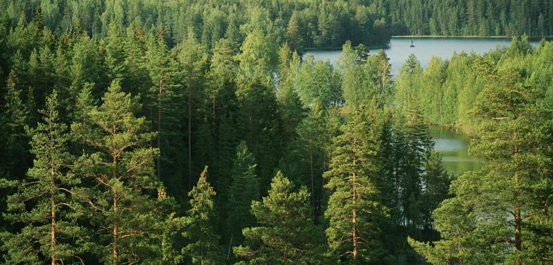 © Stora Enso_Wald 1.JPG
