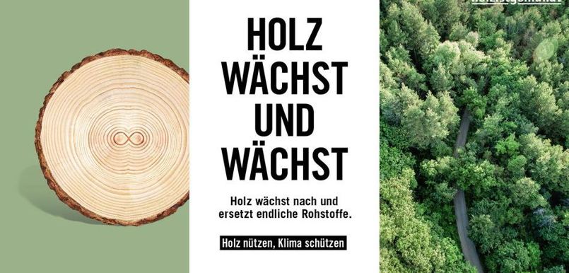 Holz wächst und wächst.JPG